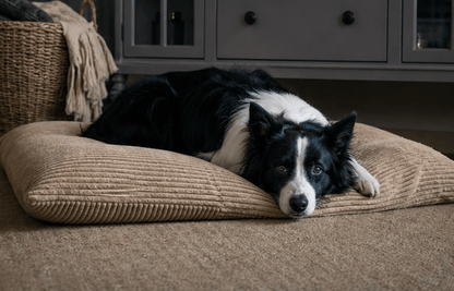 Black and white dog lying on a beige cushion in a home setting