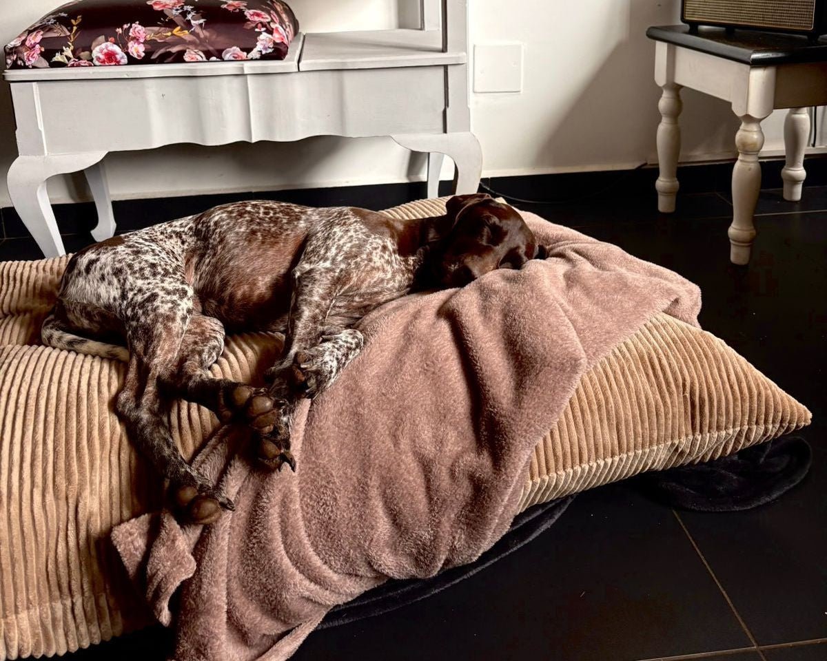 Living room with a dog lying on a cushion, a TV above a white cabinet, and a Marshall amplifier.