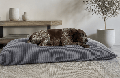 Dog lying on a gray cushion in a room with a shelf and plant.