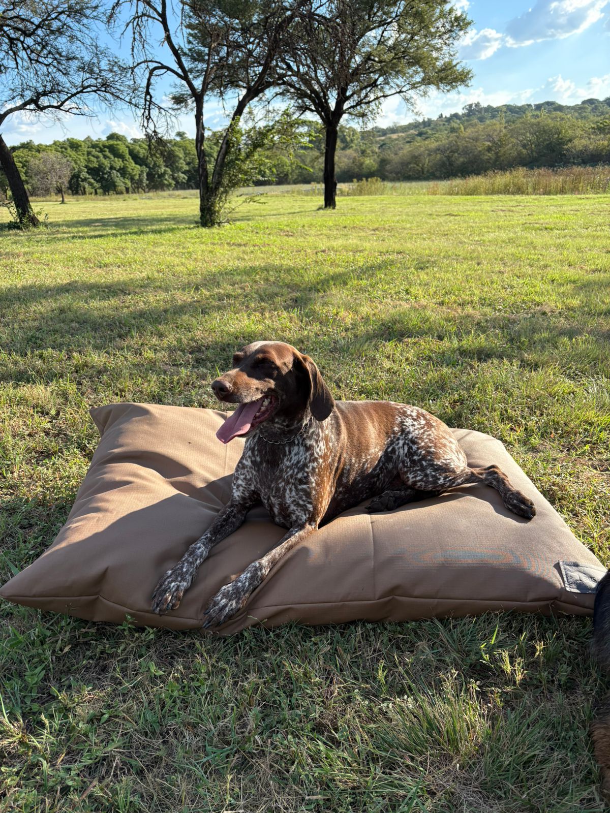 Dog lying on a large brown dog pillow in a grassy field with trees in the background
